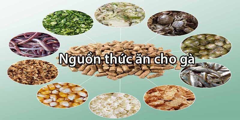 Trong quá trình nuôi những con gà có vảy gà ngũ quỷ, đừng quên bổ sung đầy đủ dinh dưỡng theo từng thời kỳ nhé